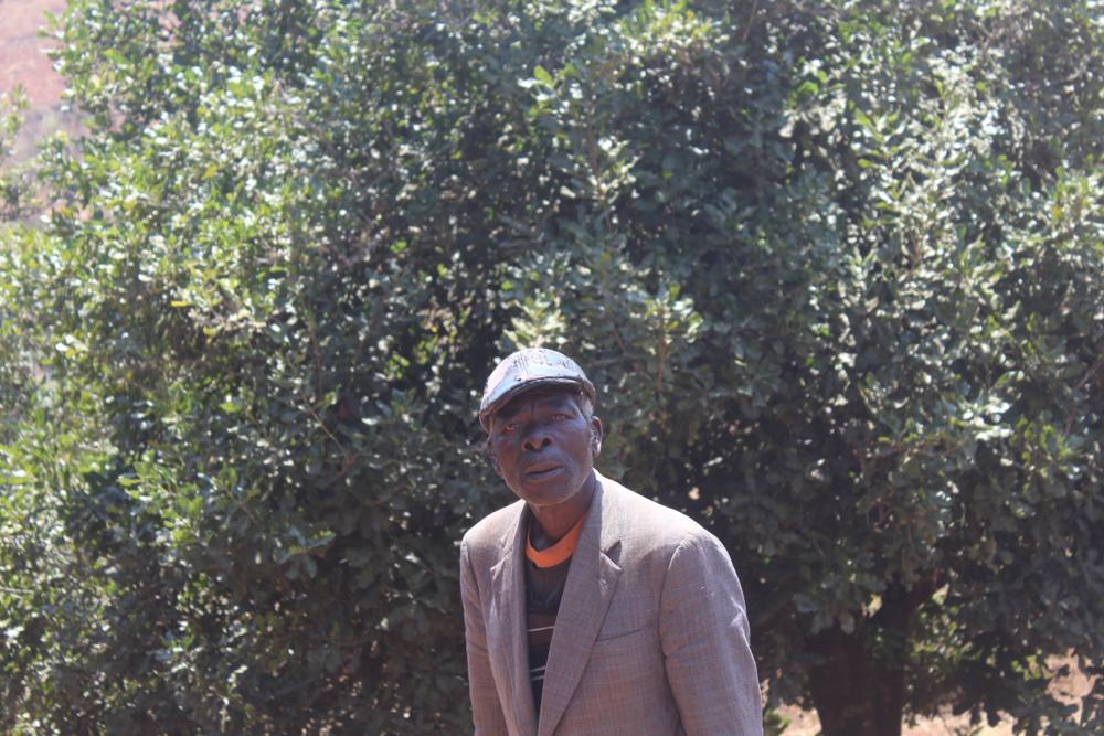 A macadamia farmer standing in front of a mature macadamia tree in Malawi