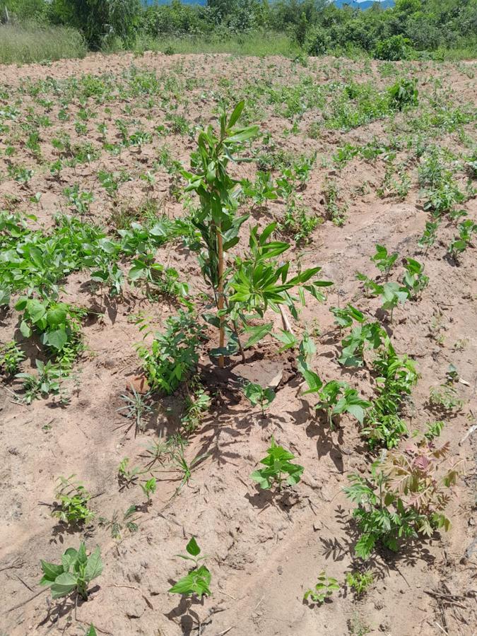 A staked macadamia seedling growing among young legume plants