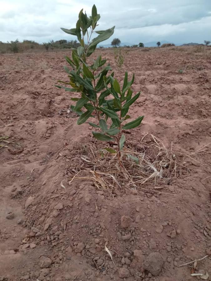 A macadamia seedling with dry grass mulch around its base in red soil