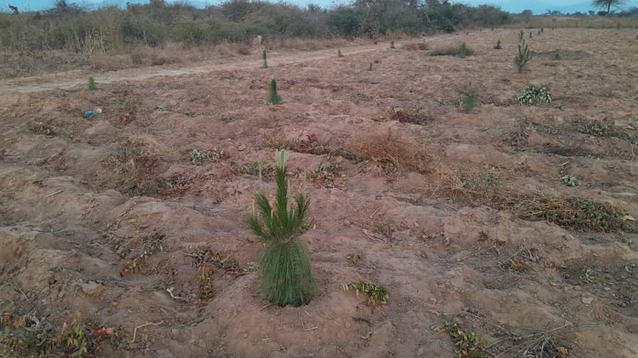 Pine seedlings planted along freshly prepared ridges