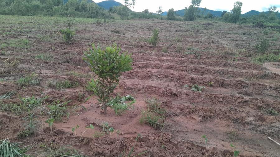 A young macadamia tree in red soil with mountains behind