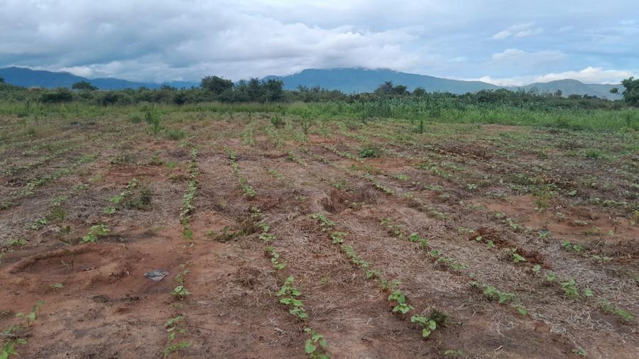 Rows of young bean plants between mulched ridges, with cloud-topped mountains