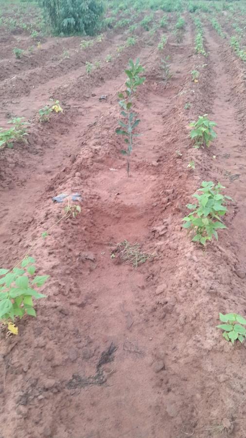 A macadamia seedling on a ridge between bean plants
