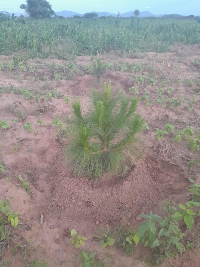 A bushy pine sapling with a maize field behind it