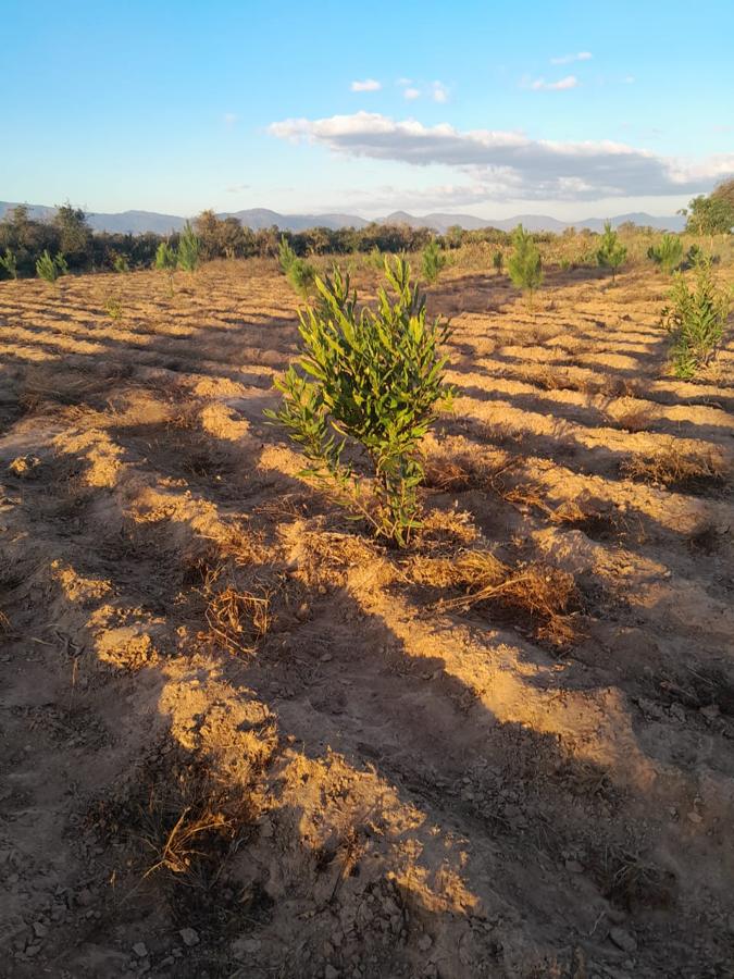 A young macadamia tree in evening light, with pine saplings in rows behind it