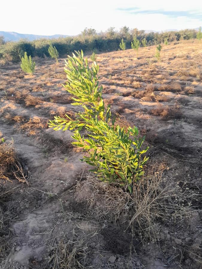 A bushy macadamia sapling glowing in low sunlight