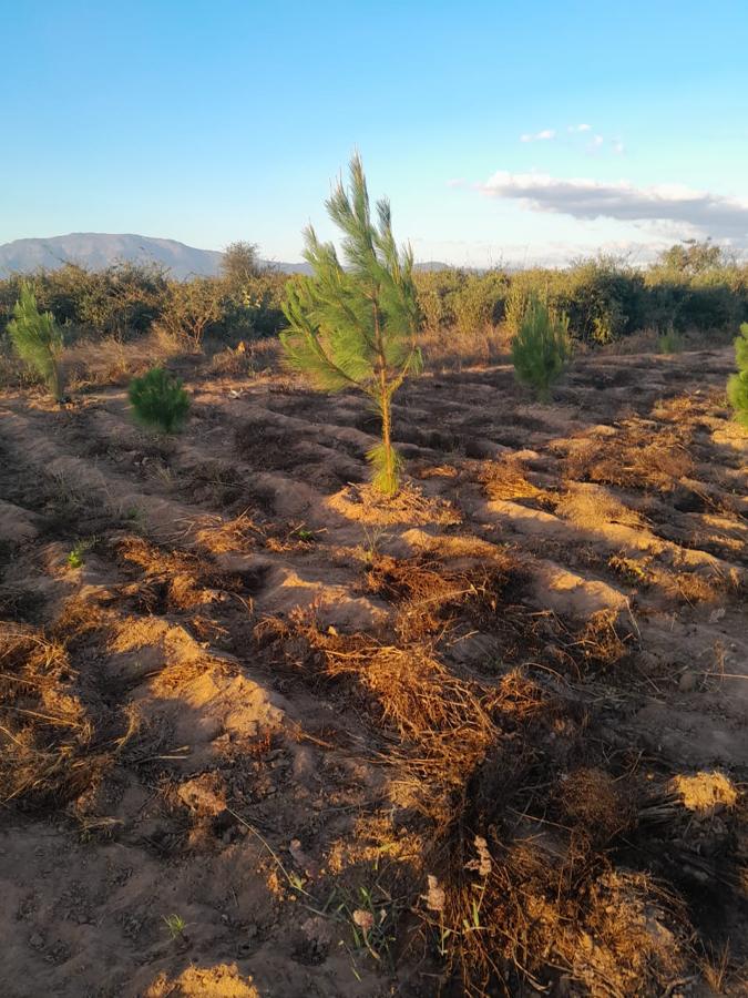 A tall pine sapling standing in a field at sunset